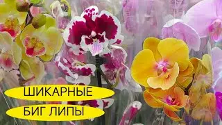 ТАКОГО я НЕ ОЖИДАЛА OBI Краснодар МЕНЯ УДИВИЛ🤯 Редкие ОРХИДЕИ ❗