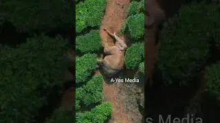 Arikomban Amazing Hero|| Arikomban Super Hero || Arikomban King of Elephant in Kerala