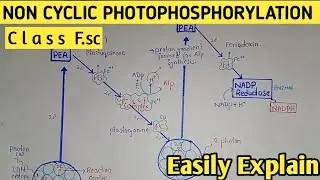 Non Cyclic Photophosphorylation | Z Scheme | Light Dependent Reaction | Class 11 Biology