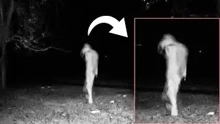 5 Unexplainable Pics Captured On Trail Cameras - Unsolved Secret