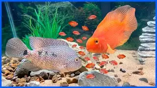 Breeding RED TEXAS Cichlids!