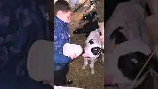 Ам-ням -ням ч.2