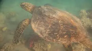 Coral turtle. Coral turtle turns over corals. Коралловая черепаха переворачивает кораллы