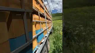 Везем пчел на медосбор в горы!