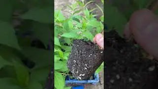 Гортензия метельчатая Бонфайер. Продажа саженцев