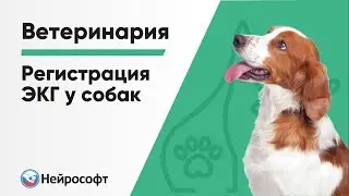 Регистрация ЭКГ у собак