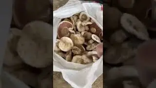Грибы прут из всех щелей!