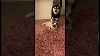 Best friends forever! 🤣