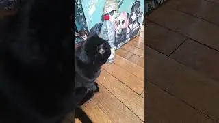 Chat comprendra plus tard