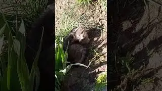кот сидит в цветах. ч2