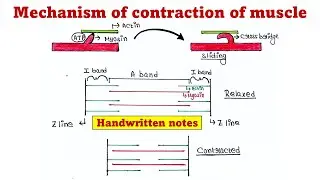 Mechanism of muscle contraction