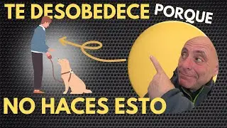 3 COSAS que has de HACER PARA que tu PERRO te HAGA CASO Fácil