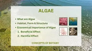 Algae| Economical Importance of algae| General characteristic of algae