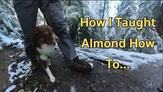 How I trained Almond to walk between my legs when he sees someone!