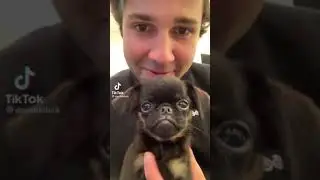 David Dobrik with little dogs