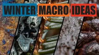MACRO photography IDEAS in Winter I Sigma 90mm ART