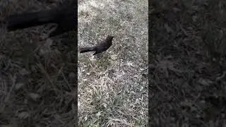 Zorzal Negro pichon