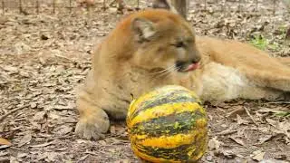 Reise Cougar and Her Pumpkin