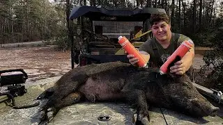 Catfish jugging with wild boar