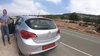 Горные козлы Paphos Cyprus 2019
