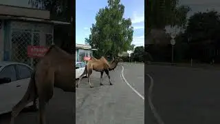 верблюд