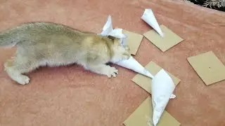 Необычный обед котенка Дэи  Dei Kitten's Fancy Lunch
