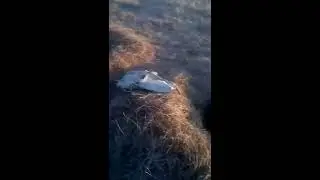 Прекрасное утро на гусиной разведке