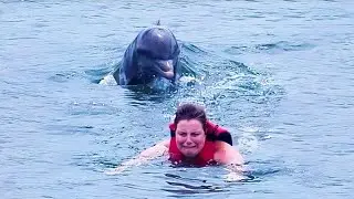Por Que o Mundo Deveria Ter Medo dos Golfinhos e Não dos Tubarões