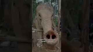 🐘заповедник на Пхукете 