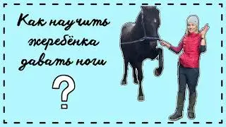 HOW TO TEACH A FOAL TO LIFT ITS LEGS