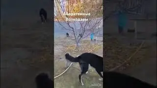Аборигенные волкодавы в Уйгурской области Китая (Синьцзян) 
