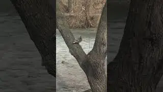 утка на дереве, копирует поведение голубей))