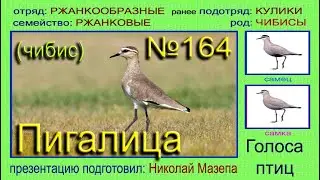Пигалица. Чибис. Голоса птиц