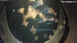 jellyfish,Kaikyokan Aquarium-Shimonoseki,Japan