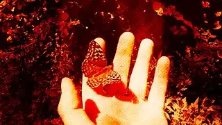 ON THE PALM OF YOUR HAND (G.Wilde - G.De Lucia)