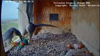 A male falcon brought a parrot to his first hatched chick/Ксавье опять попугая поймал
