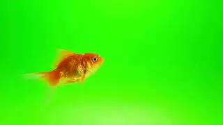 GOLD FISH GREEN SCREEN
