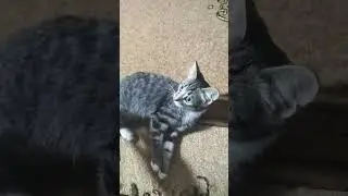 Я хороший я хороший🤣🤣🤣