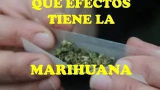 MARIHUANA - efectos y consecuencias 2016