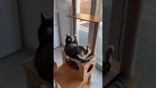 #cat #кот забавный кот