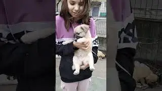 Мама с щенками в опасности 🙏💓🤦