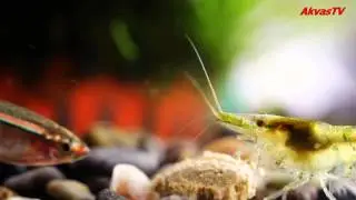 КАРДИНАЛЫ, КРЕВЕТКА И ТАБЛЕТКА :) (Tanichthys albonubes)