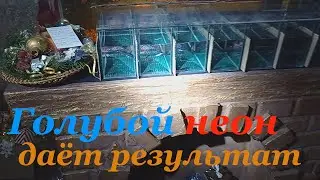 Breeding Blue Neon Caviar Larva Water Lifehack