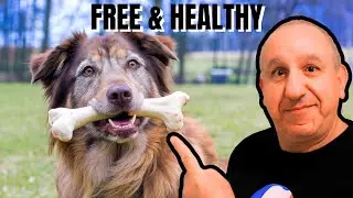 5 Reasons Why Treat-free Dog Training Is Perfect For Busy Owners