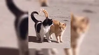 pienso en ti - las culisueltas (sped up)