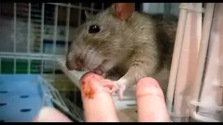 Rats vs Chocolate Fudge