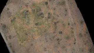 Central Australia Buffel Grass - a dataset a day for GeoNadir