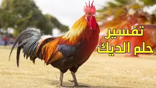 تفسير حلم الديك تفسيرالاحلام تفسير رؤية الديك للعزباء والمتزوجة والرجل في المنام