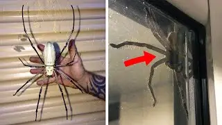 10 Biggest Animals In AUSTRALIA