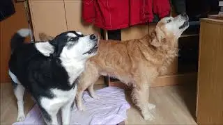 We want to go out! Alaskan Malamute howls, while Golden Retriever barks